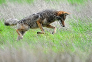 coyotehunting coyotehunting 300x205 Sacred Ground
