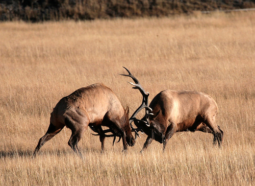 elkfighting1 Forever Humbled