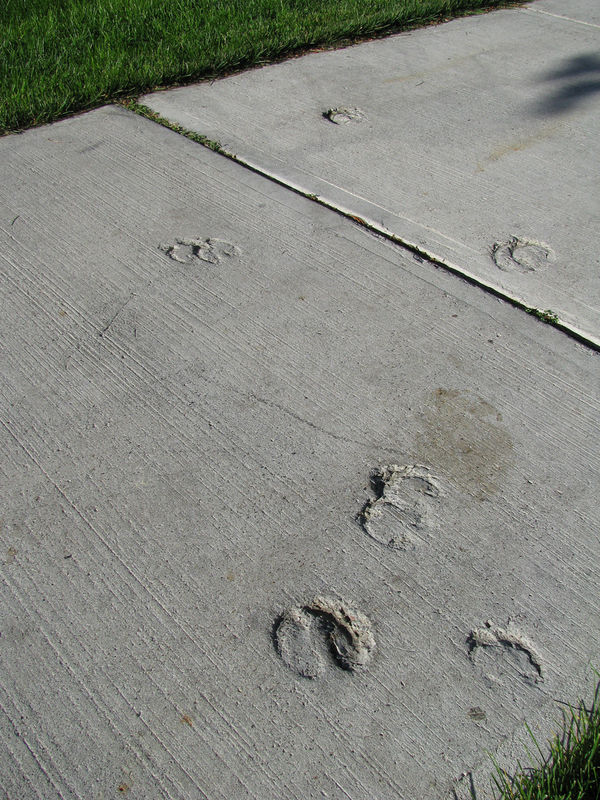elktracksinconcrete elktracksinconcrete Sacred Ground