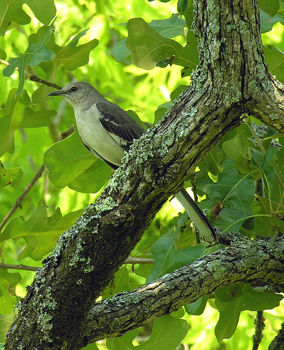mockingbird1 mockingbird1 An Undiscovered Country