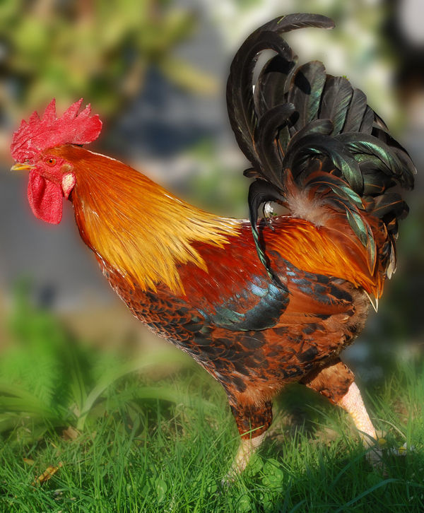 nestor-the-rooster-explore-12-apr-2009_l nestor the rooster explore 12 apr 2009 l An Undiscovered Country