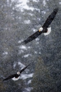baldeaglesnowstorm1 199x300 What is Life?