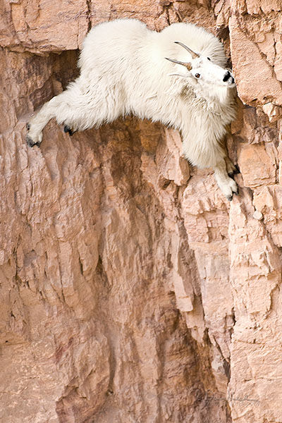 mountaingoat1 Hold On