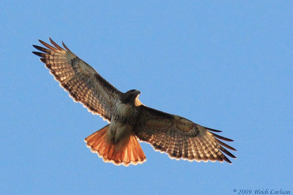 red t hawk 05 l1 Marauders And Guilty Culprits