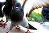 pigeonwings1 In The Eyes Of A Pigeon