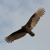 Turkey Vulture turkeyvulture11 In The Eyes Of A Pigeon