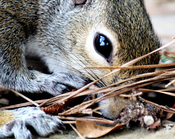 squirrelinthe duff squirrelinthe duff The Gift