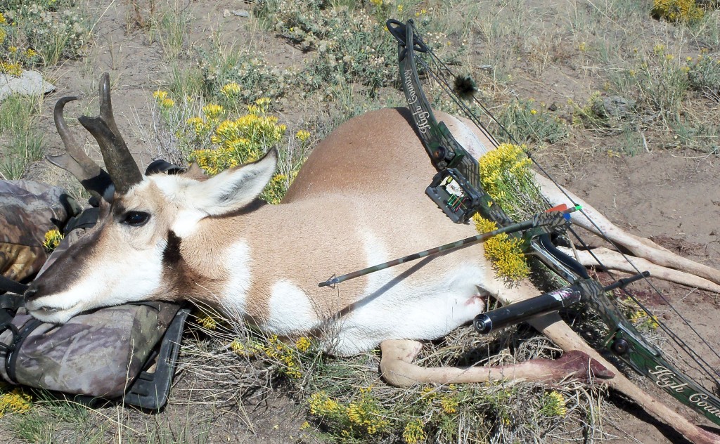 Colorado Archery Pronghorn 2013 bestantelopepic2013 1024x632 Pronghorn In The Pan
